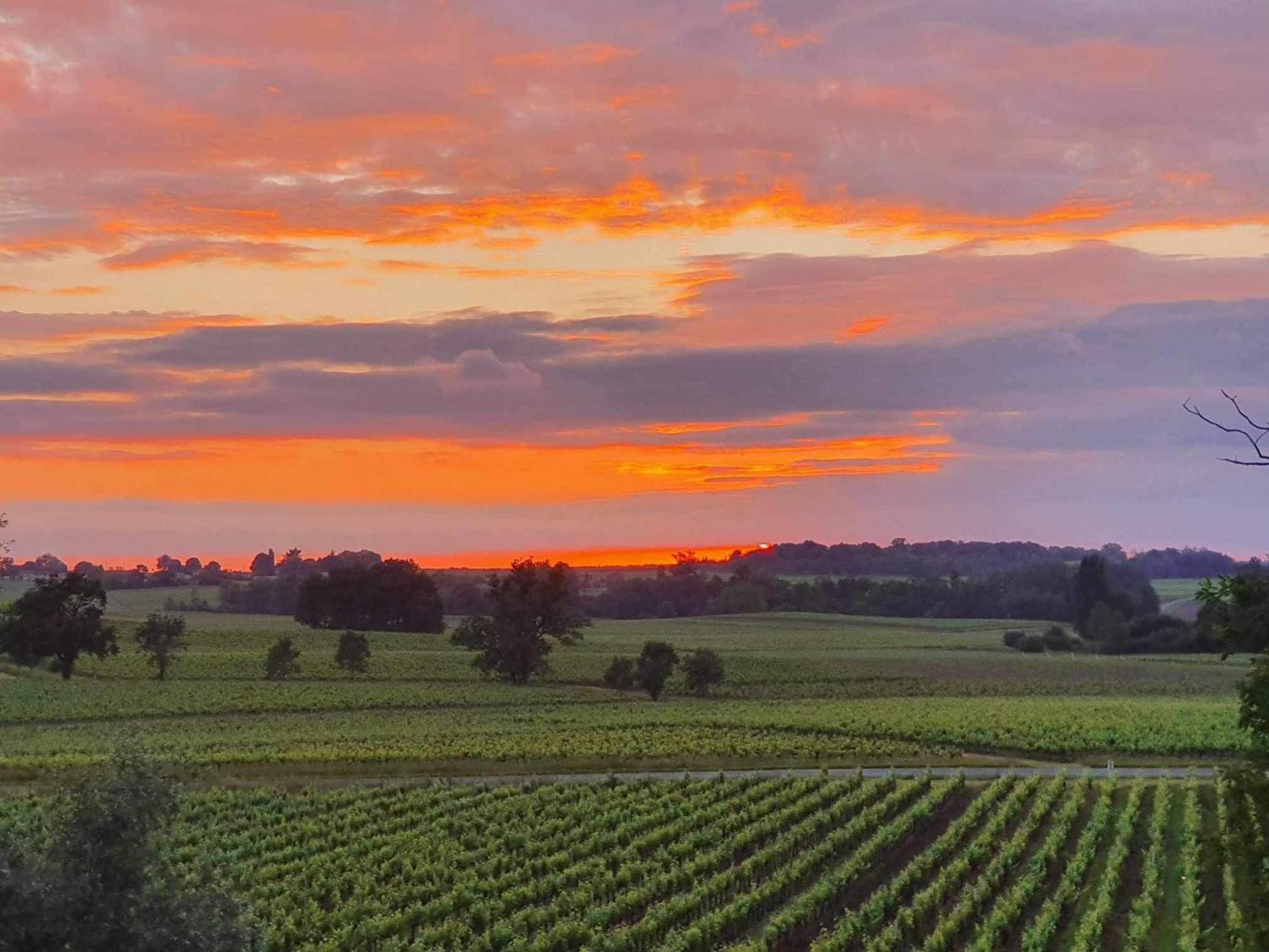 Chateau Fleur De Roques - Puisseguin Saint Emilion Exterior foto